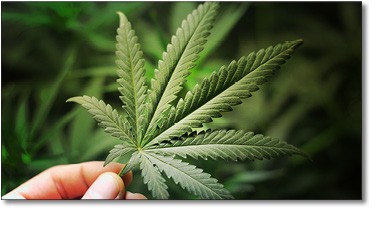 Marijuana Leaf